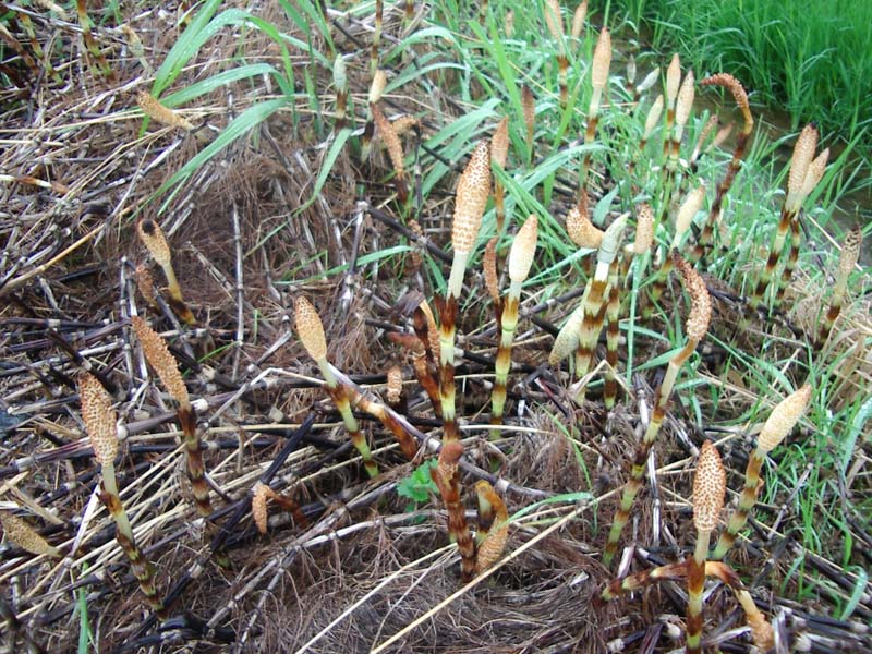 Equisetum telmateja e ramosissimum